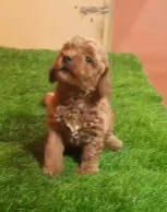 Purchase Friendly Poodle Puppy from Bangalore